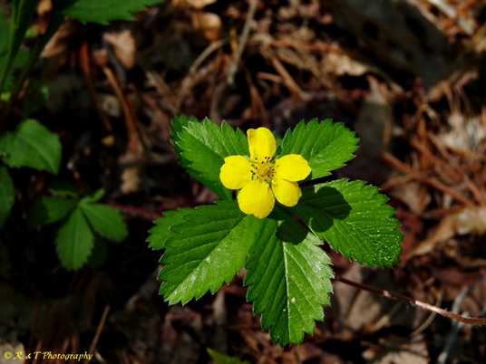 {Potentilla simplex}